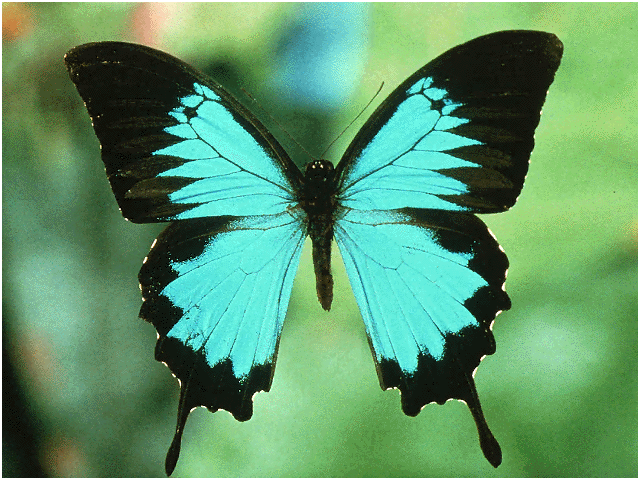 Rainforest Animals Butterflies