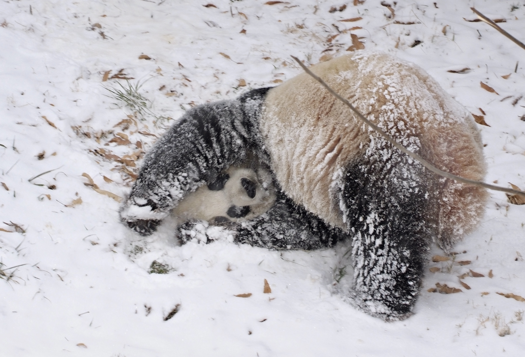 A panda rolls upside down through the snow.