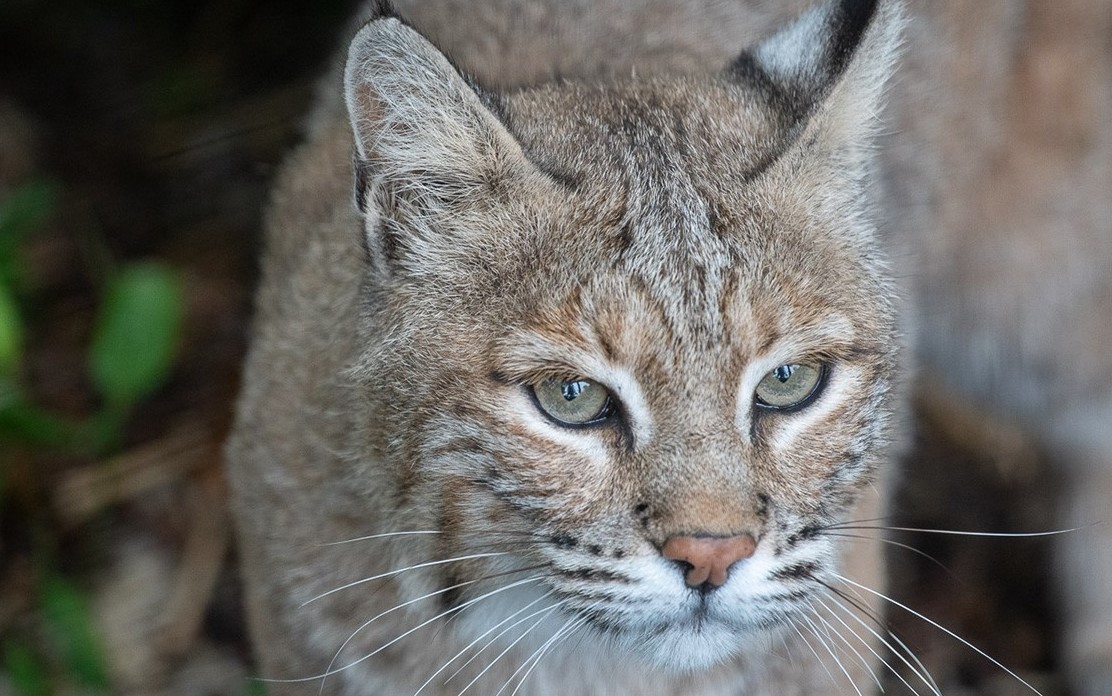 Claws and Paws Pathway | Smithsonian American Women's History