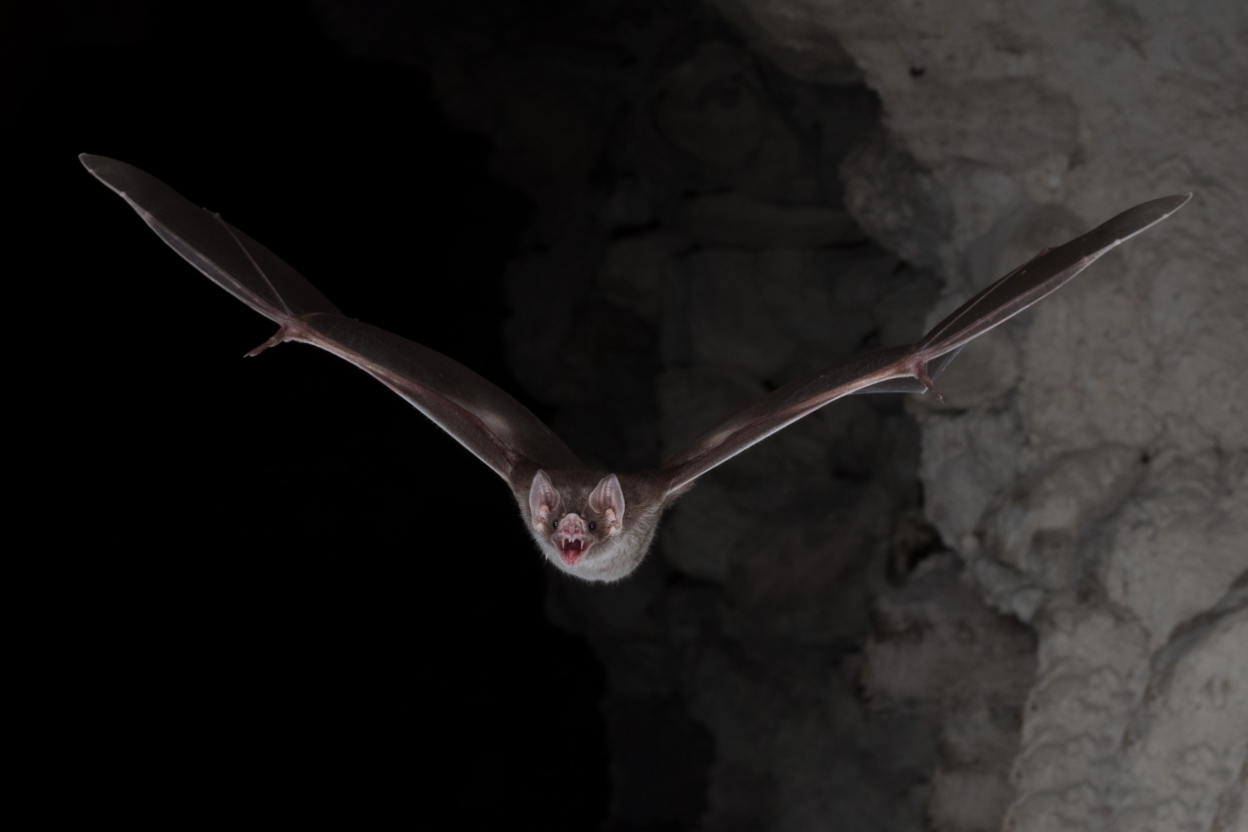 flying vampire bat