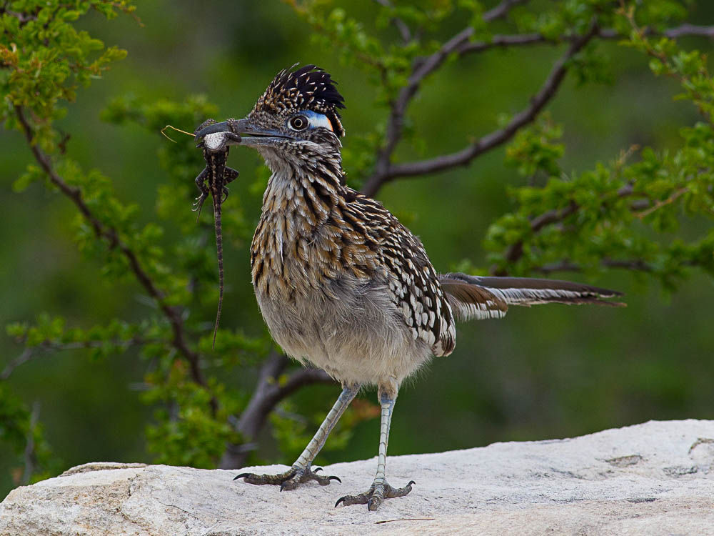 Greater Road Runner Smithsonian Institution