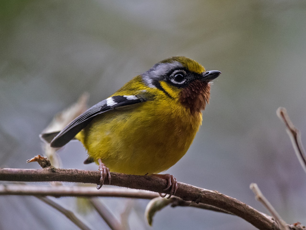 High-altitude birds evolved thicker 'jackets