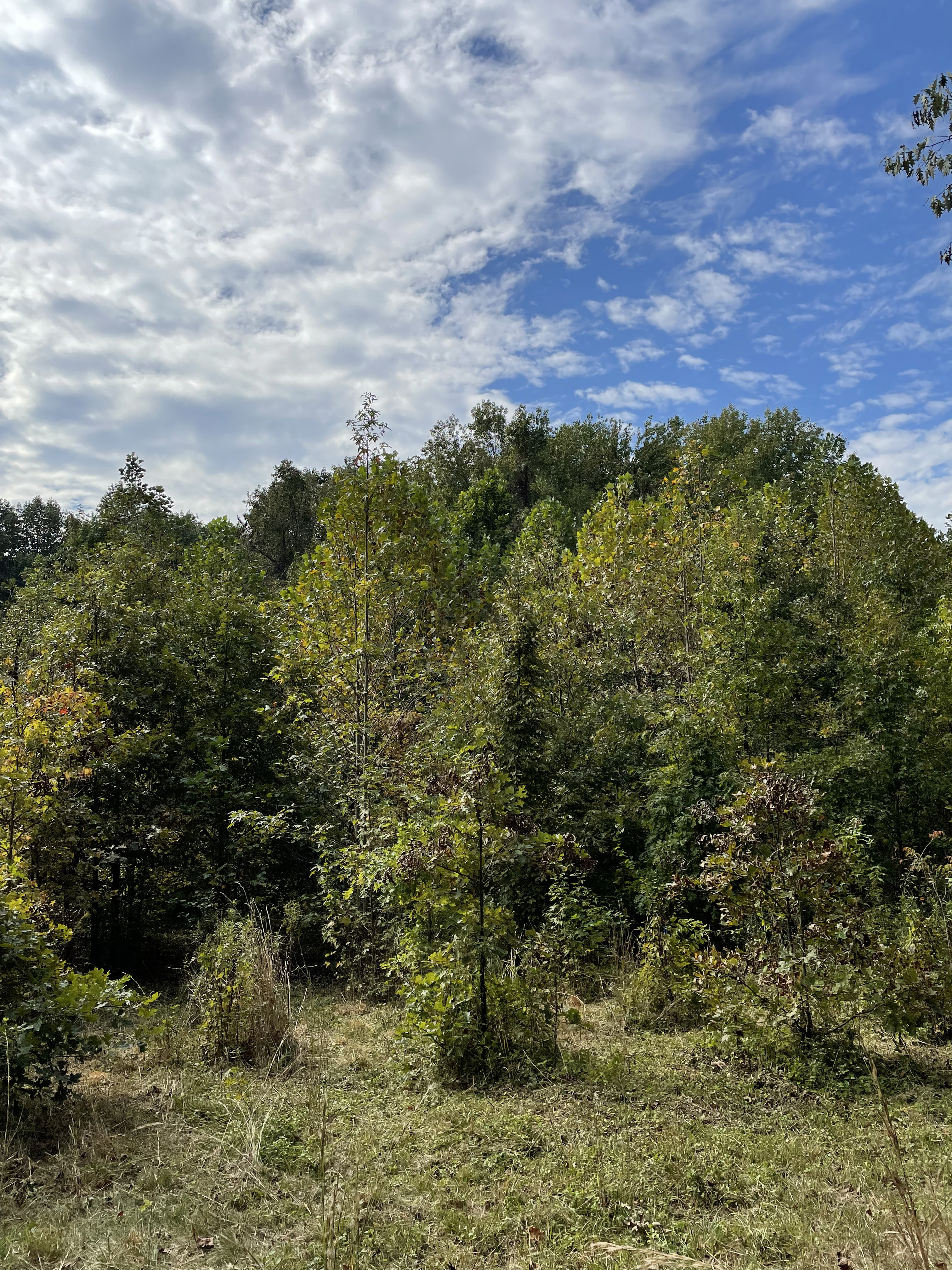 New study reveals that tree species diversity increases spider