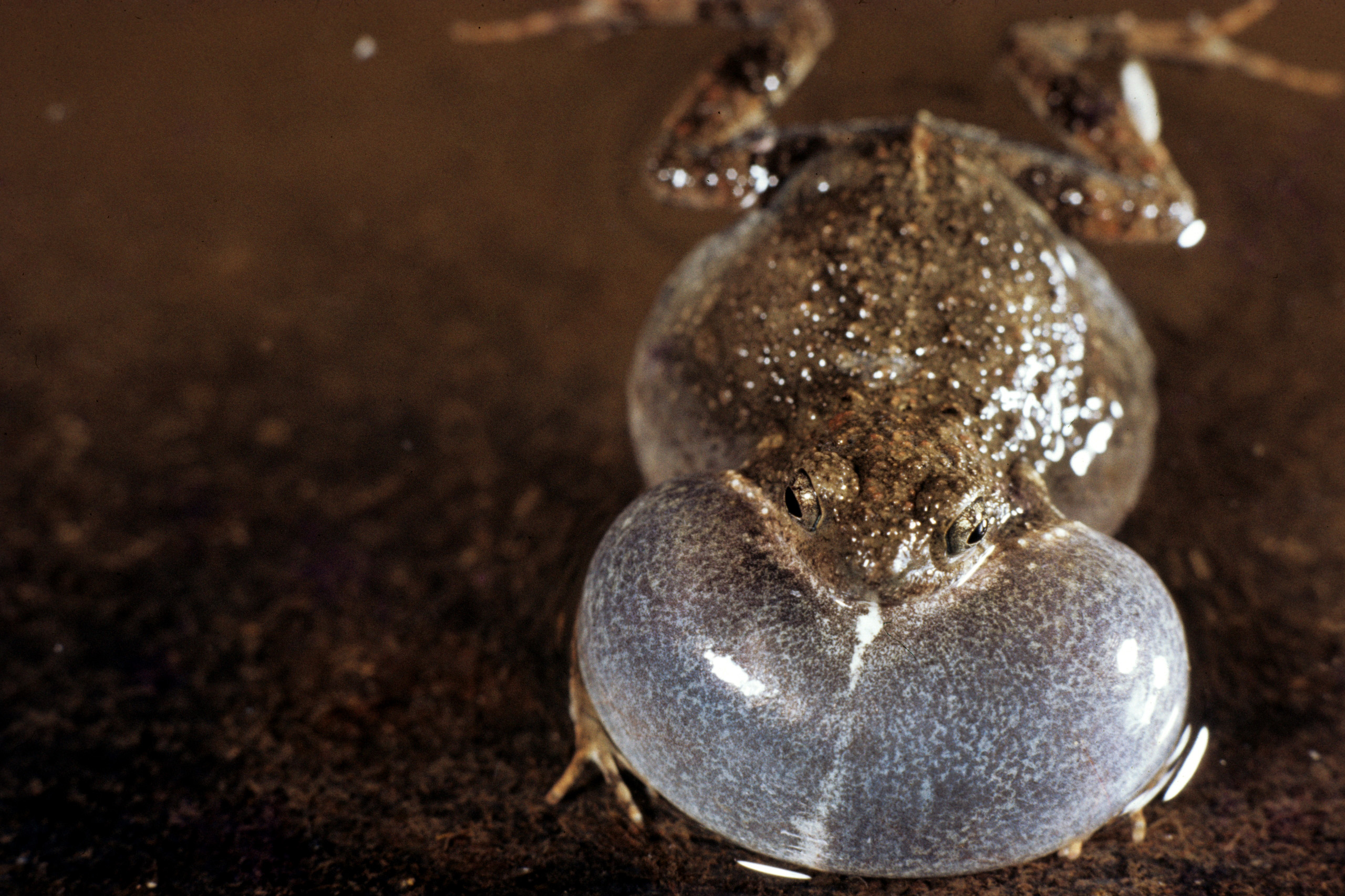 Frog Sex in the City: Urban Tungara Frogs Sound More Attractive Than Forest  Frogs | Smithsonian Institution