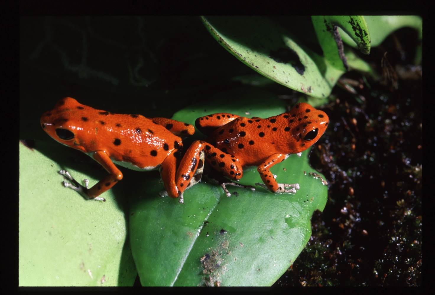 strawberry poison dart frog