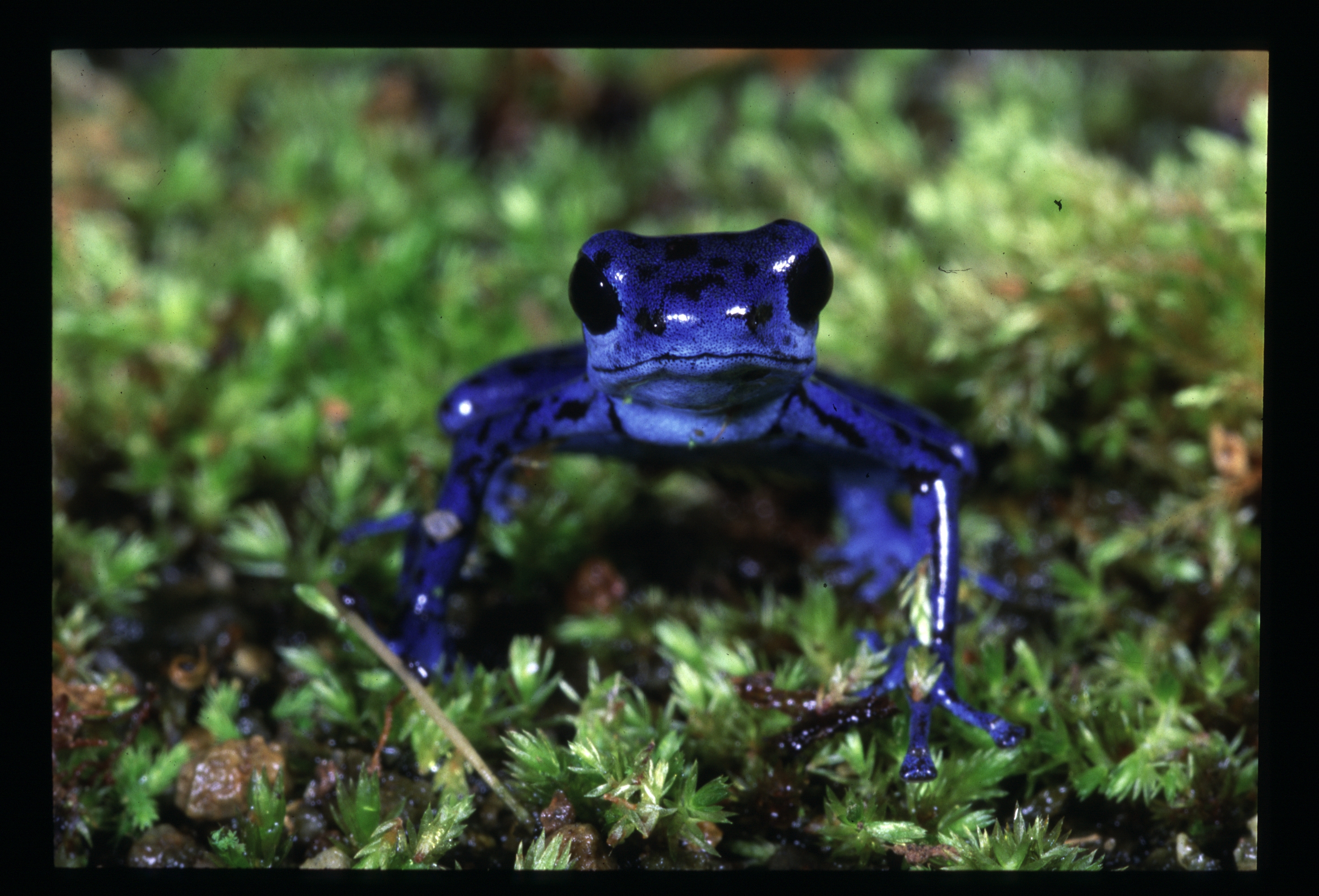 blue poison frog