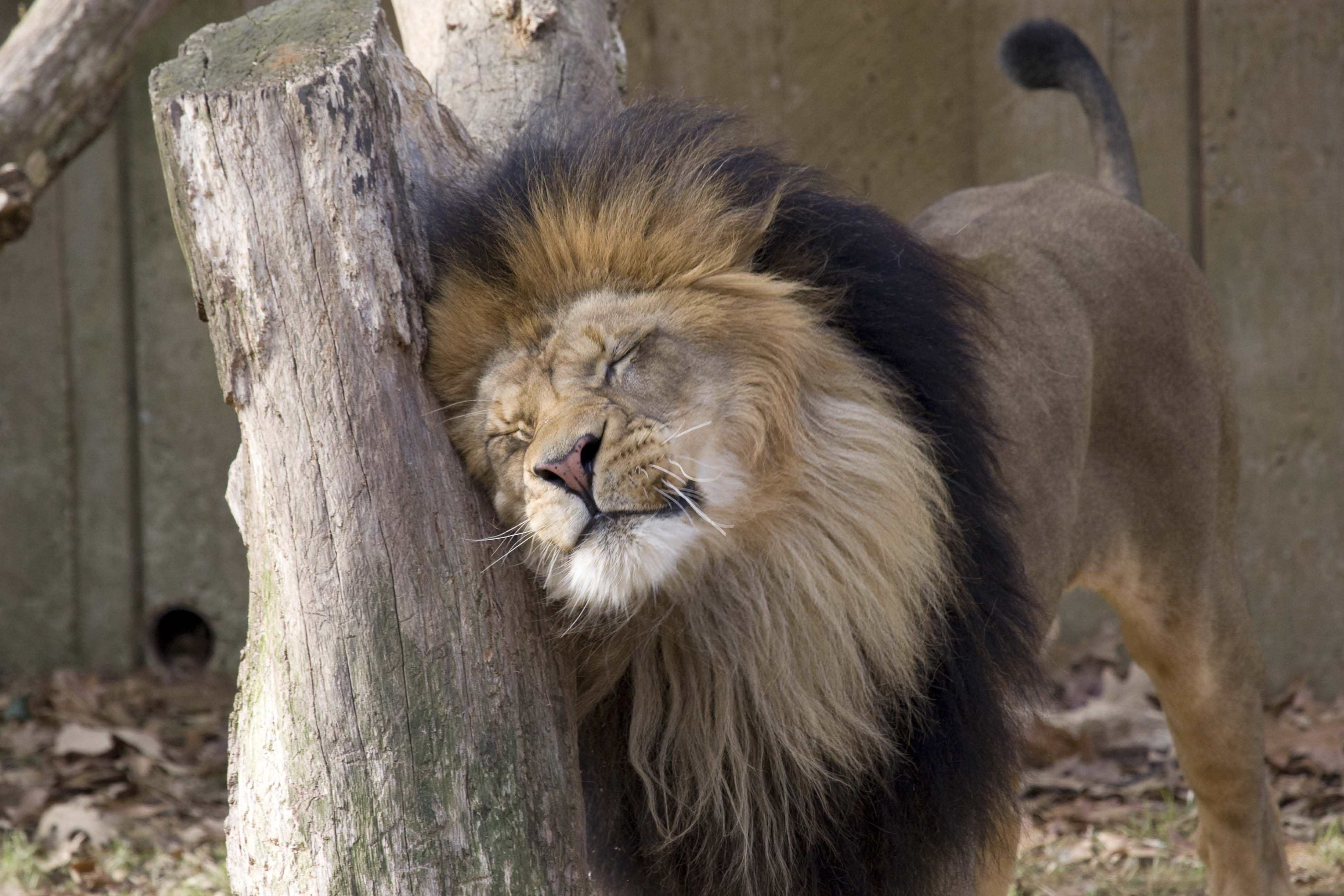 lion and log