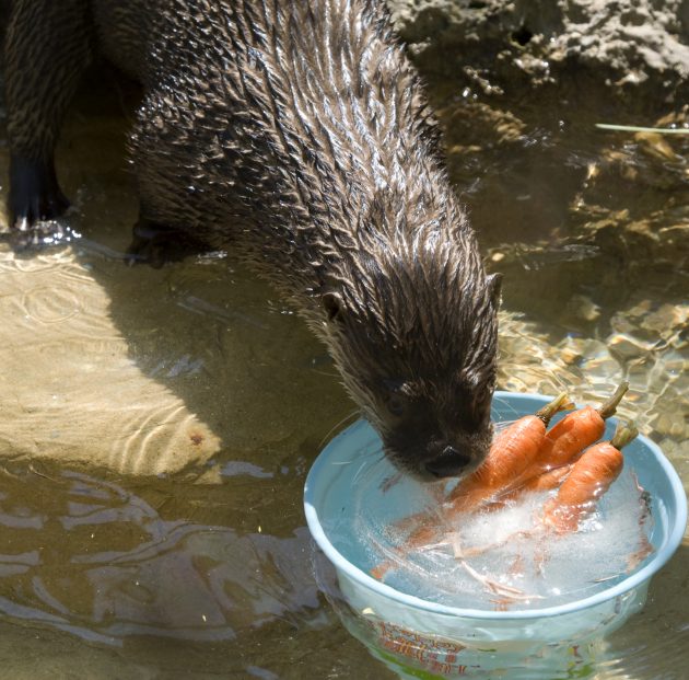 otter carrots