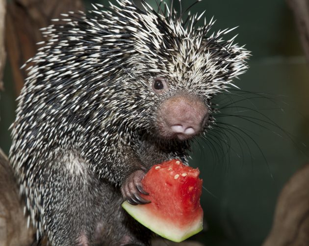 porcupine watermelon