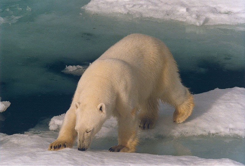 polar bear on snow