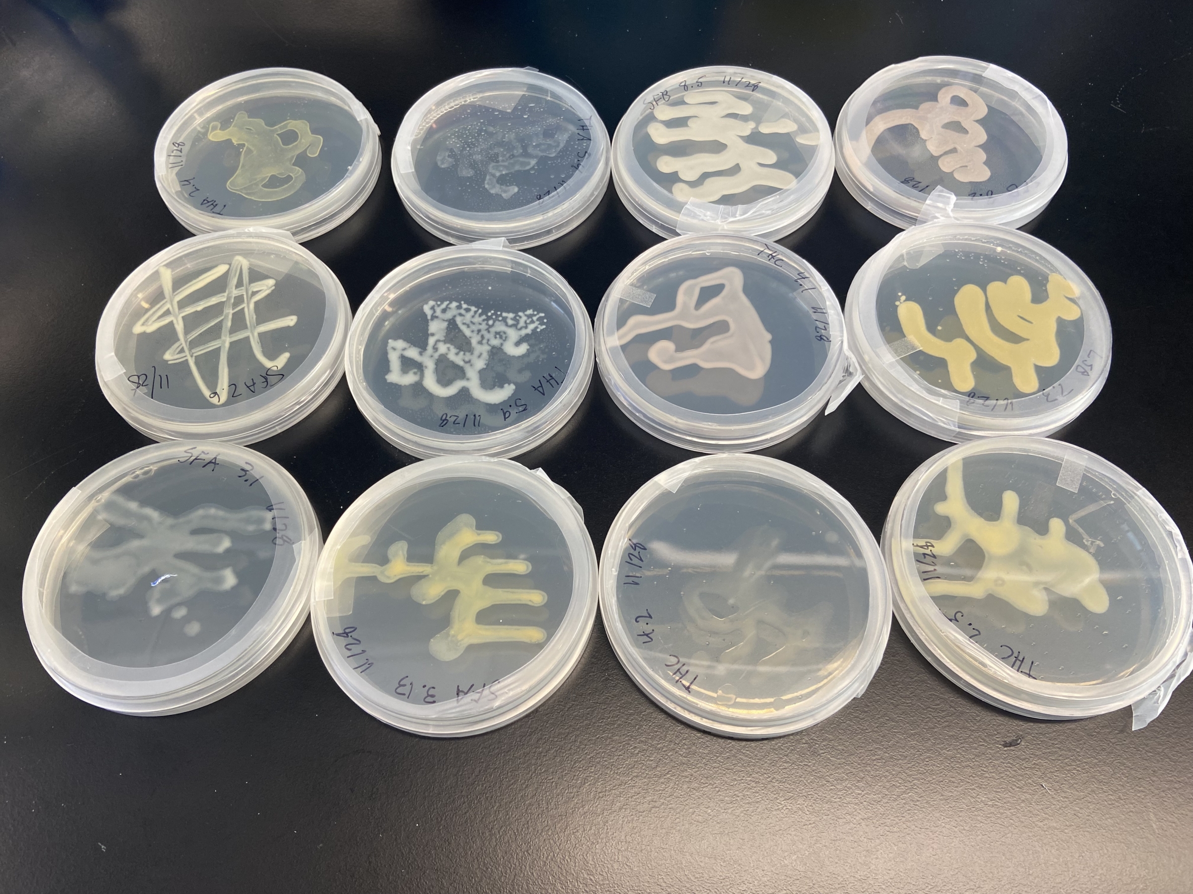 Image of a 12 petri dishes with various types of bacteria.