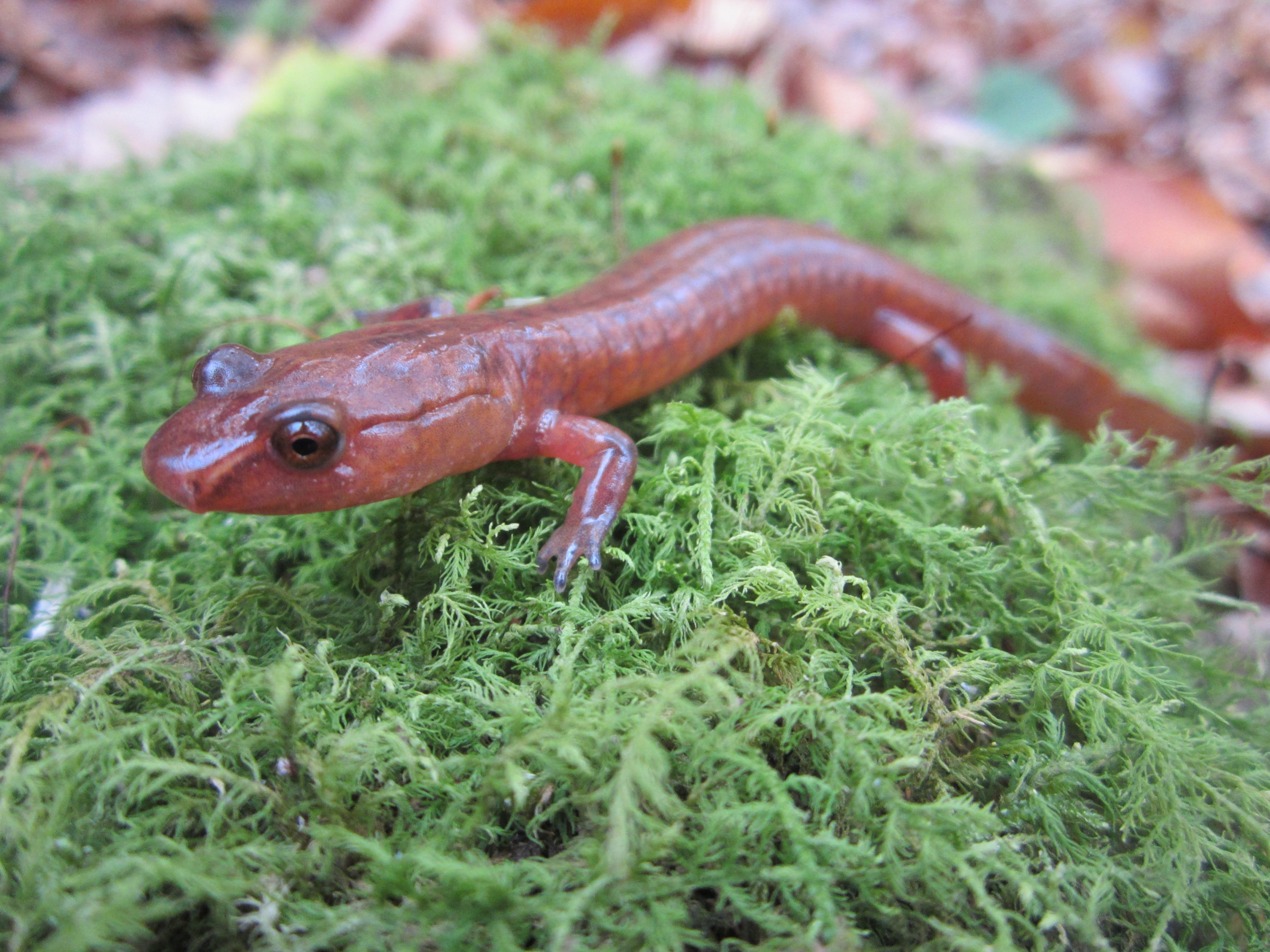 A red salamander sitting on green moss.