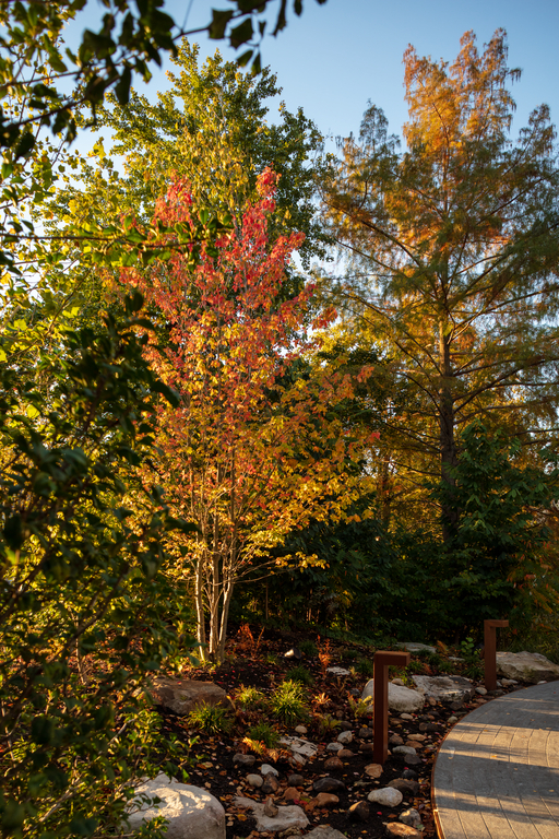 Trees next to a path with orange and yellow leaves.