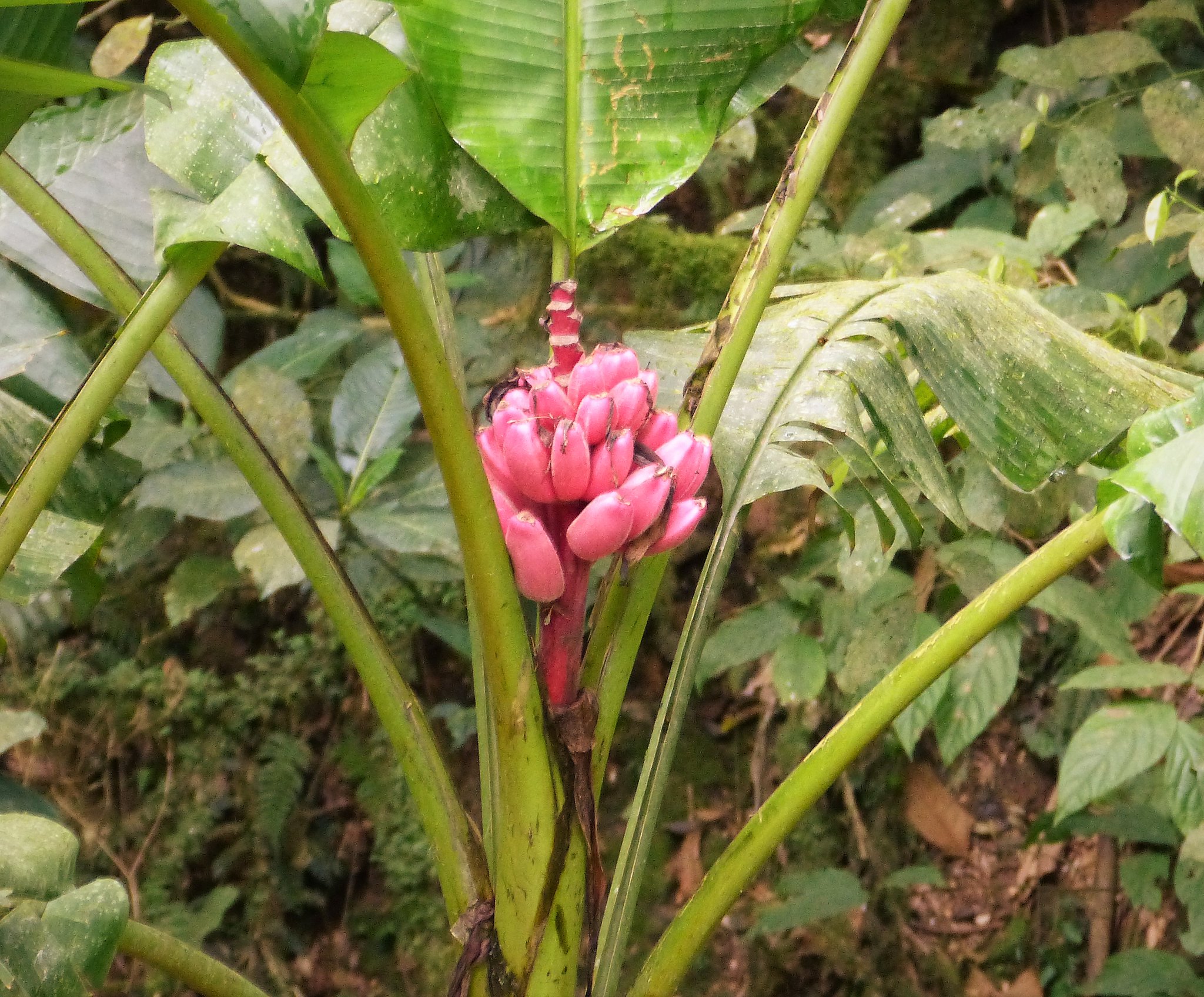 Red bananas on a tree with large green leaves.