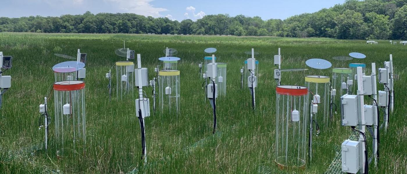 Green grass in a marsh with clear, circular contraptions with colorful rims.