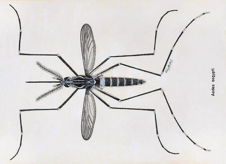 "Aedes aegypti"