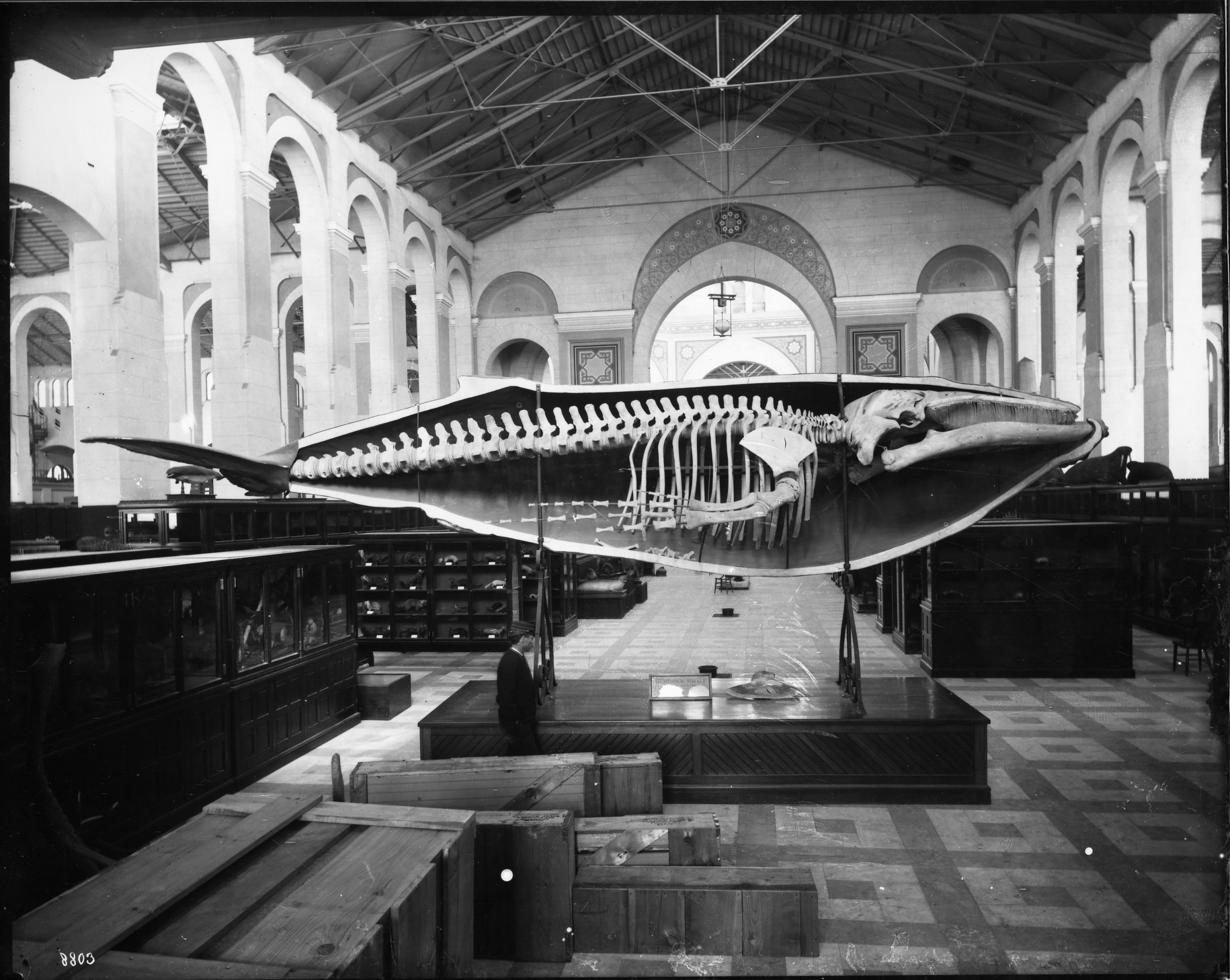 Whale skeleton in a large hall