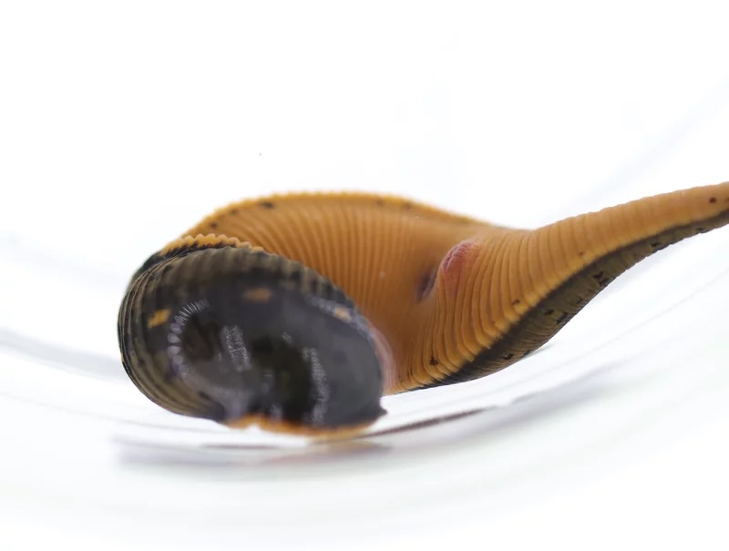 A brown leech photographed with a white background.