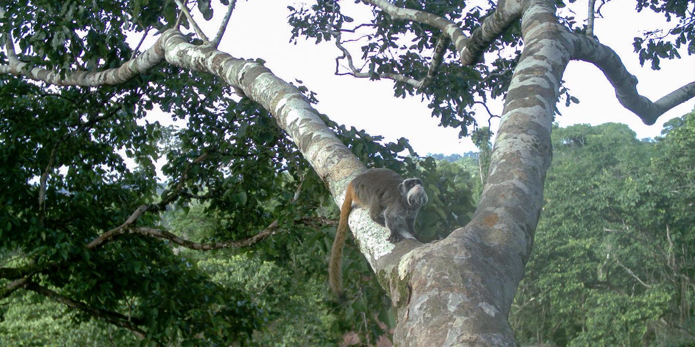 A monkey in a tree with green leaves.