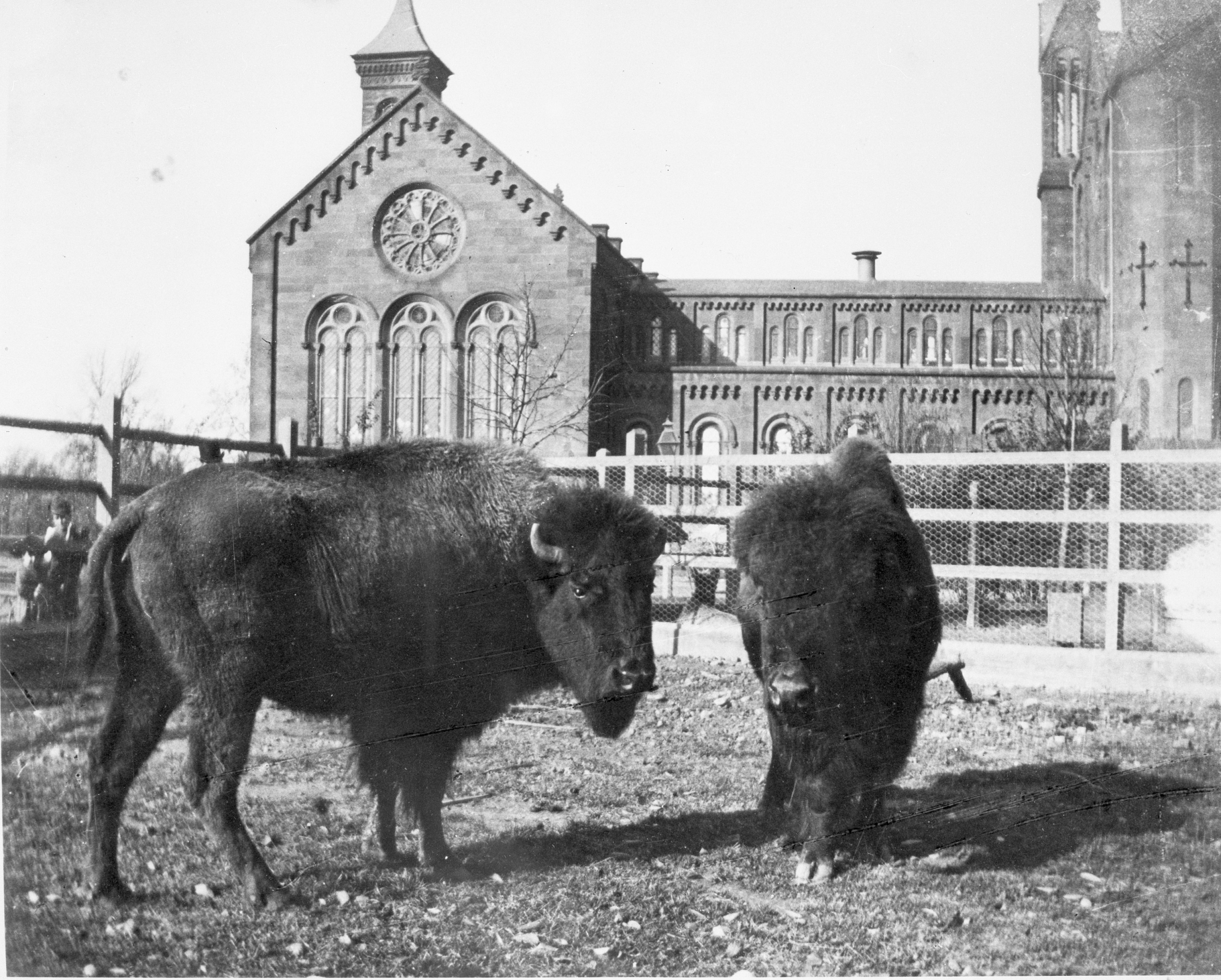 Two bison behind a stone building