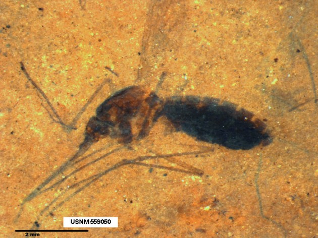 This image is a microscope photograph of a piece of shale from the Kishenehn Formation in northwestern Montana containing the fossil of a blood-engorged mosquito. Scientists from the Smithsonian and the Natural History Museum in London have discovered biomolecules from the blood in the mosquito's abdomen that have been preserved for 46 million years. (Photo by Tim Rose)