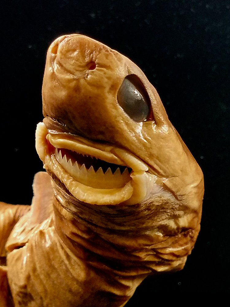 Cookie cutter shark