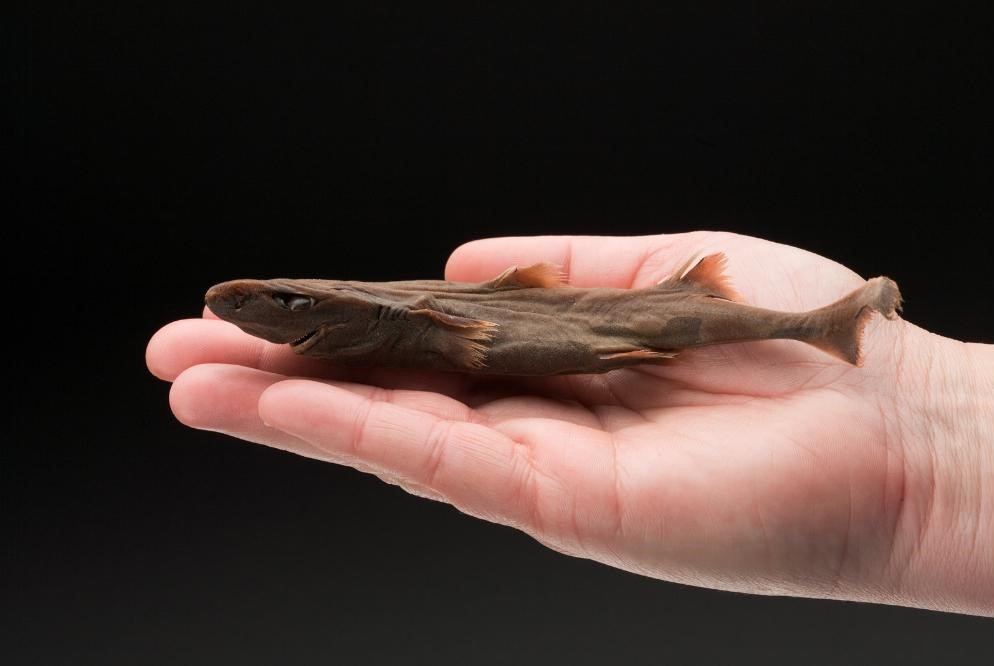 Dwarf lantern shark in the palm of a person's hand