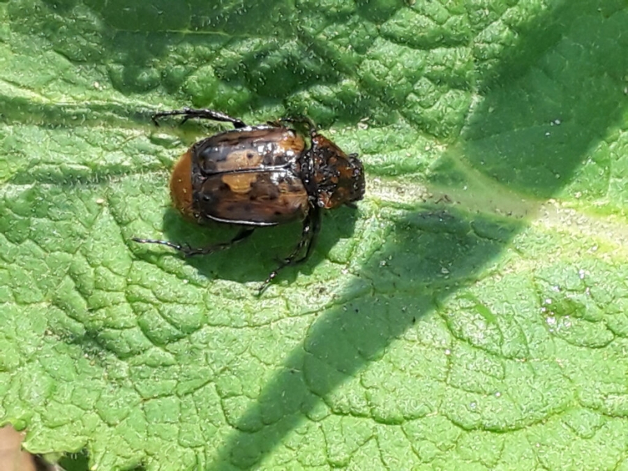 A green leaf with a small beetle crawling over it.