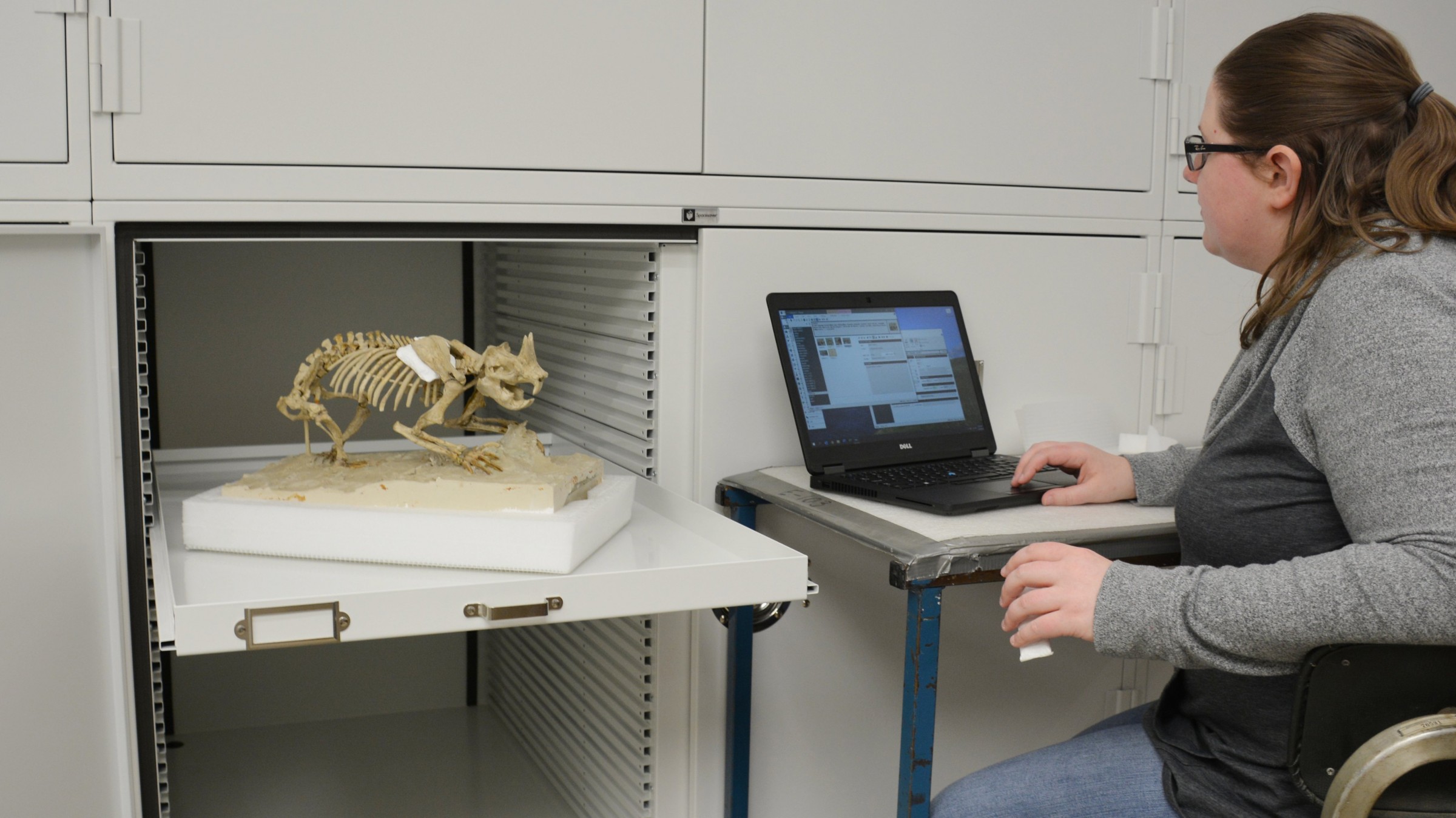 Small fossil rodent skeleton in a storage container. A woman sits nearby with an open laptop.