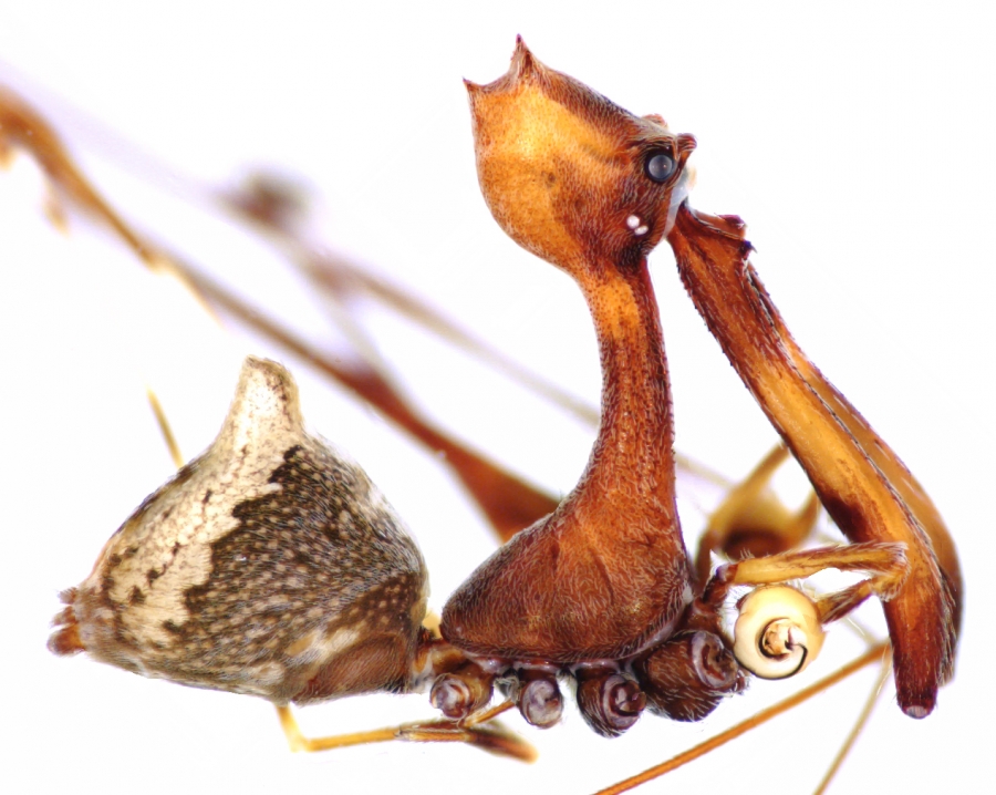 spider with jaws shaped like a pelican beak