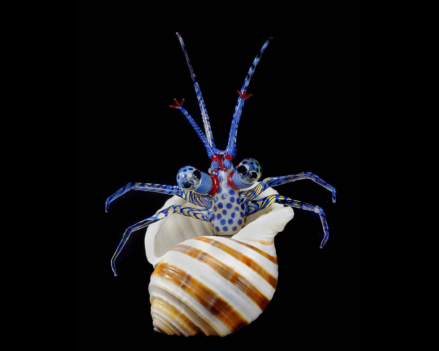 It Would Be Shellfish Not To Share These Hermit Crab Facts 