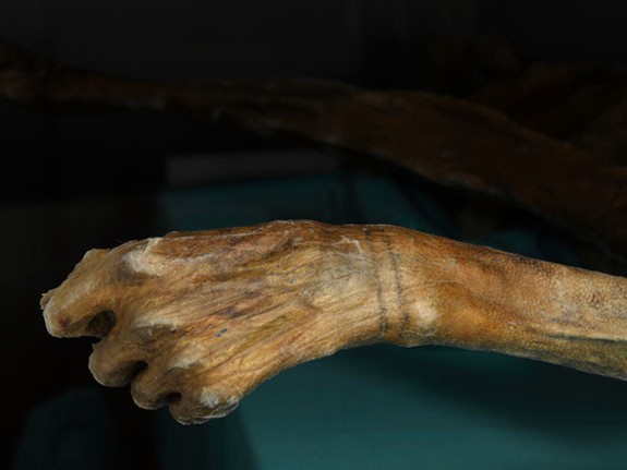 Ancient ink Iceman Otzi has the worlds oldest tattoos  Smithsonian  Institution