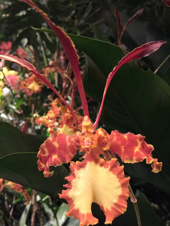 The butterfly mimicing flower of the orchid 