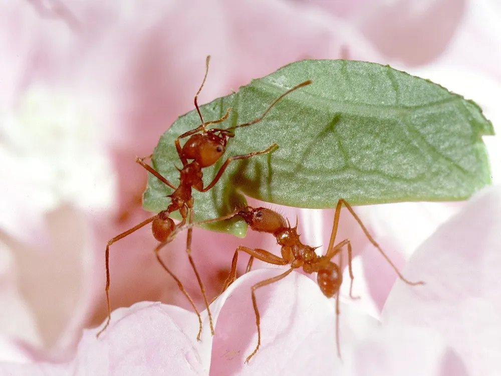 Two leaf cutter ants holding pieces of green leaves in their mouths.