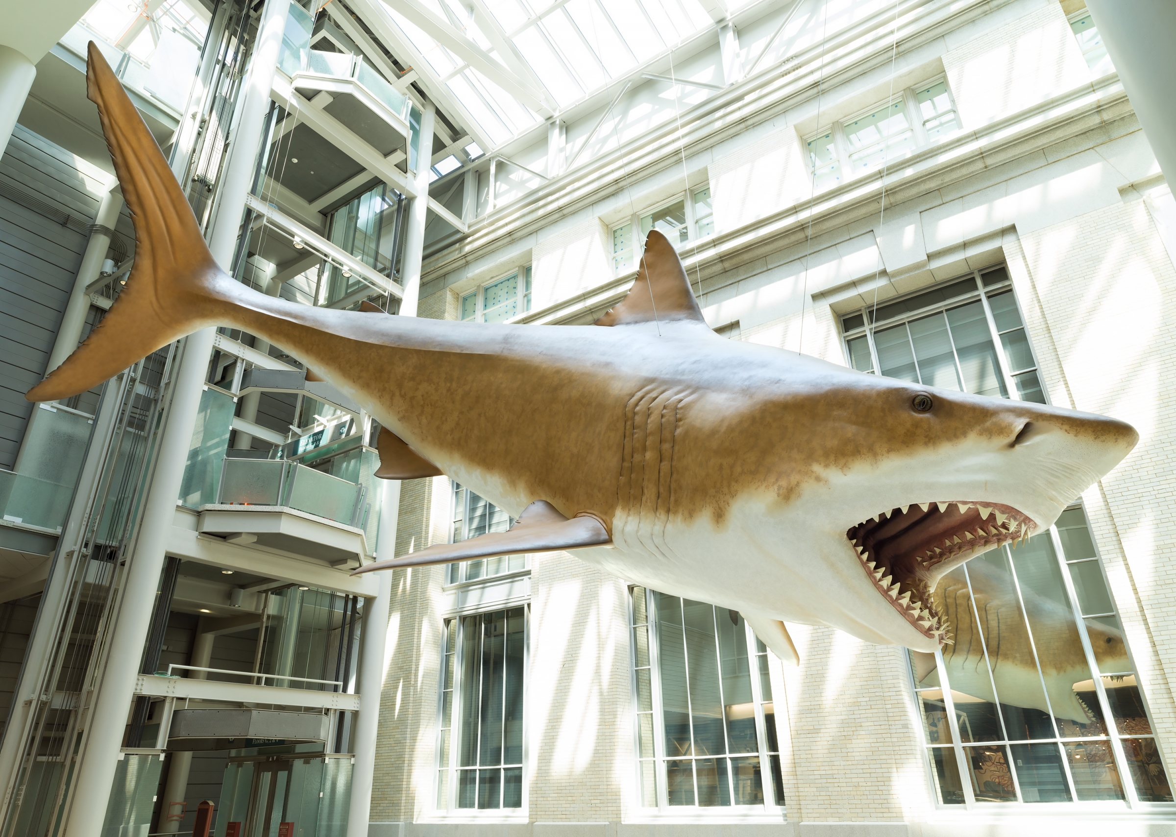 Megalodon model suspended in an interior space with many windows