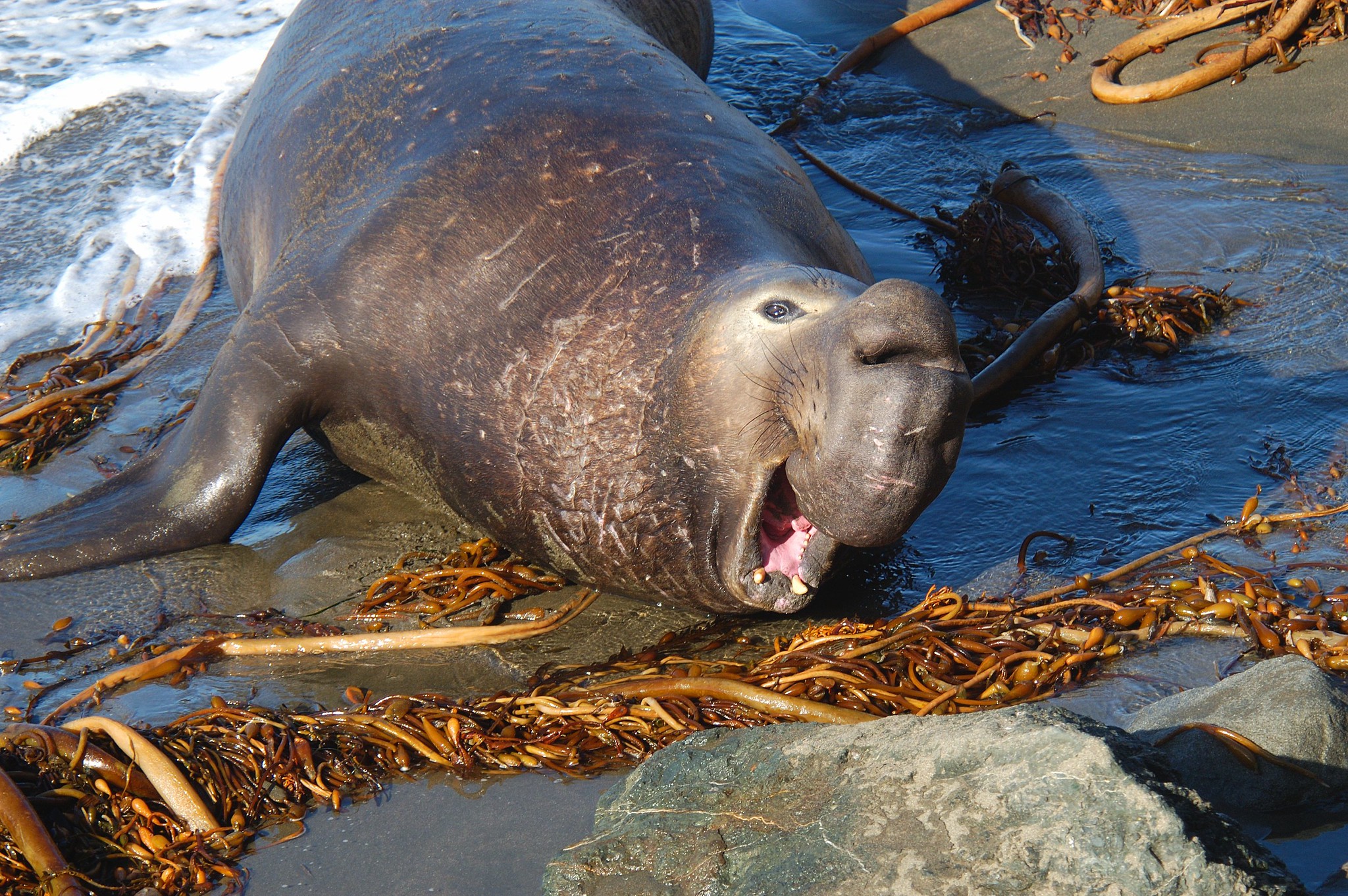 Up close image of elephant seal on the beach with its mouth open facing camera.