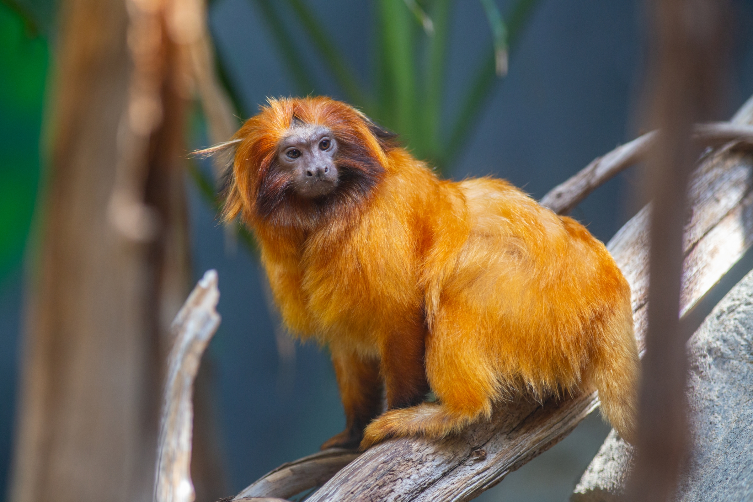 A golden lion tamarin on a tree branch.