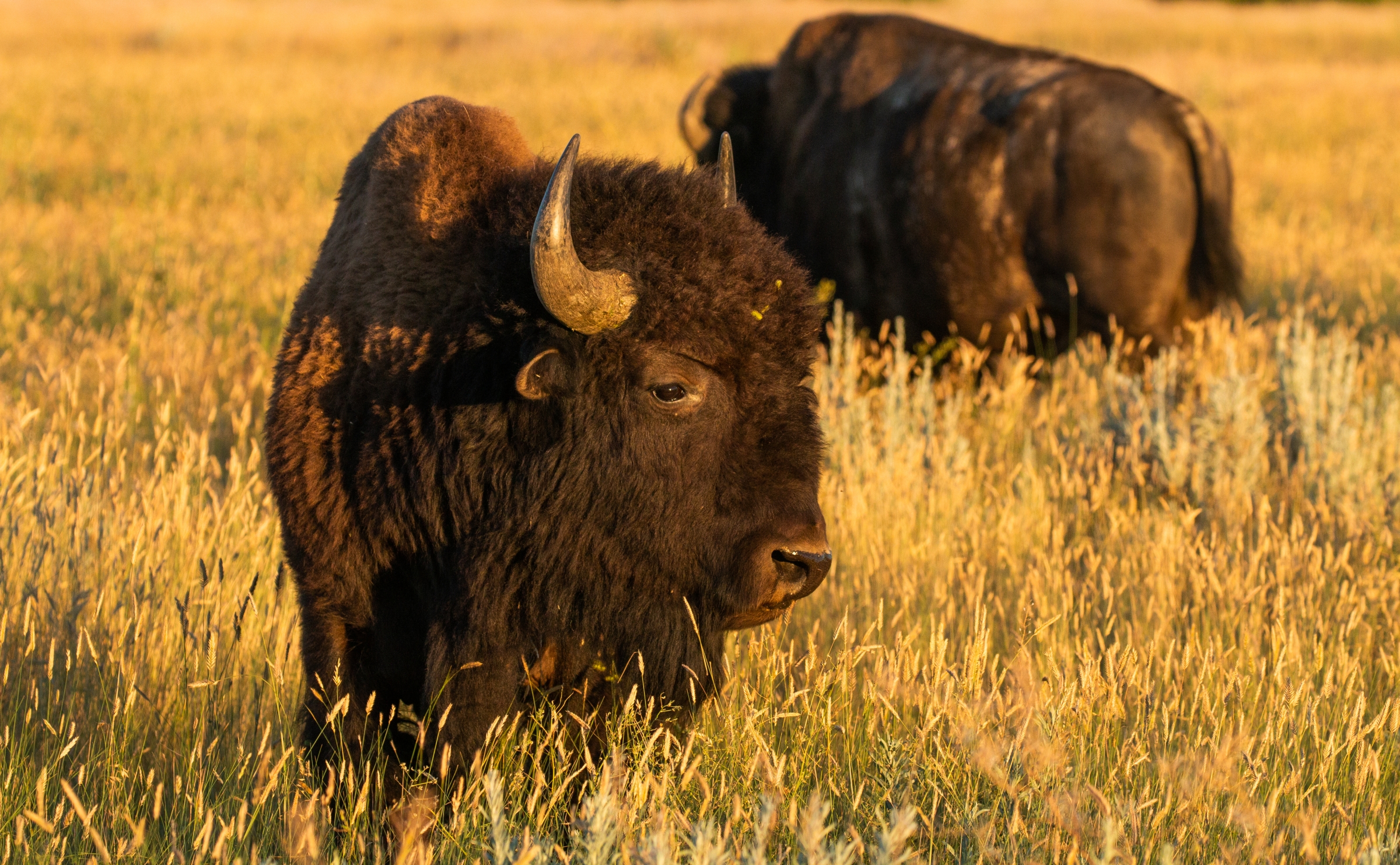 Two bison munching on grass.