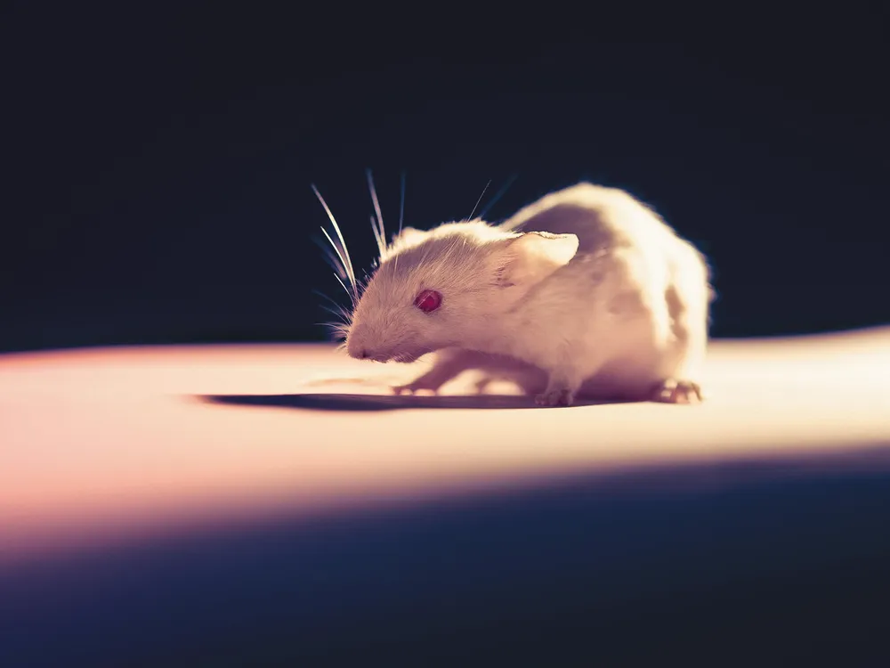 Image of a white mouse with red eyes.