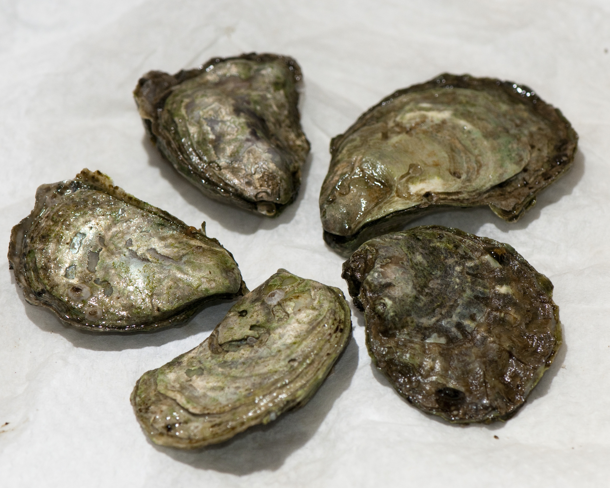 Five oysters displayed with a white background.