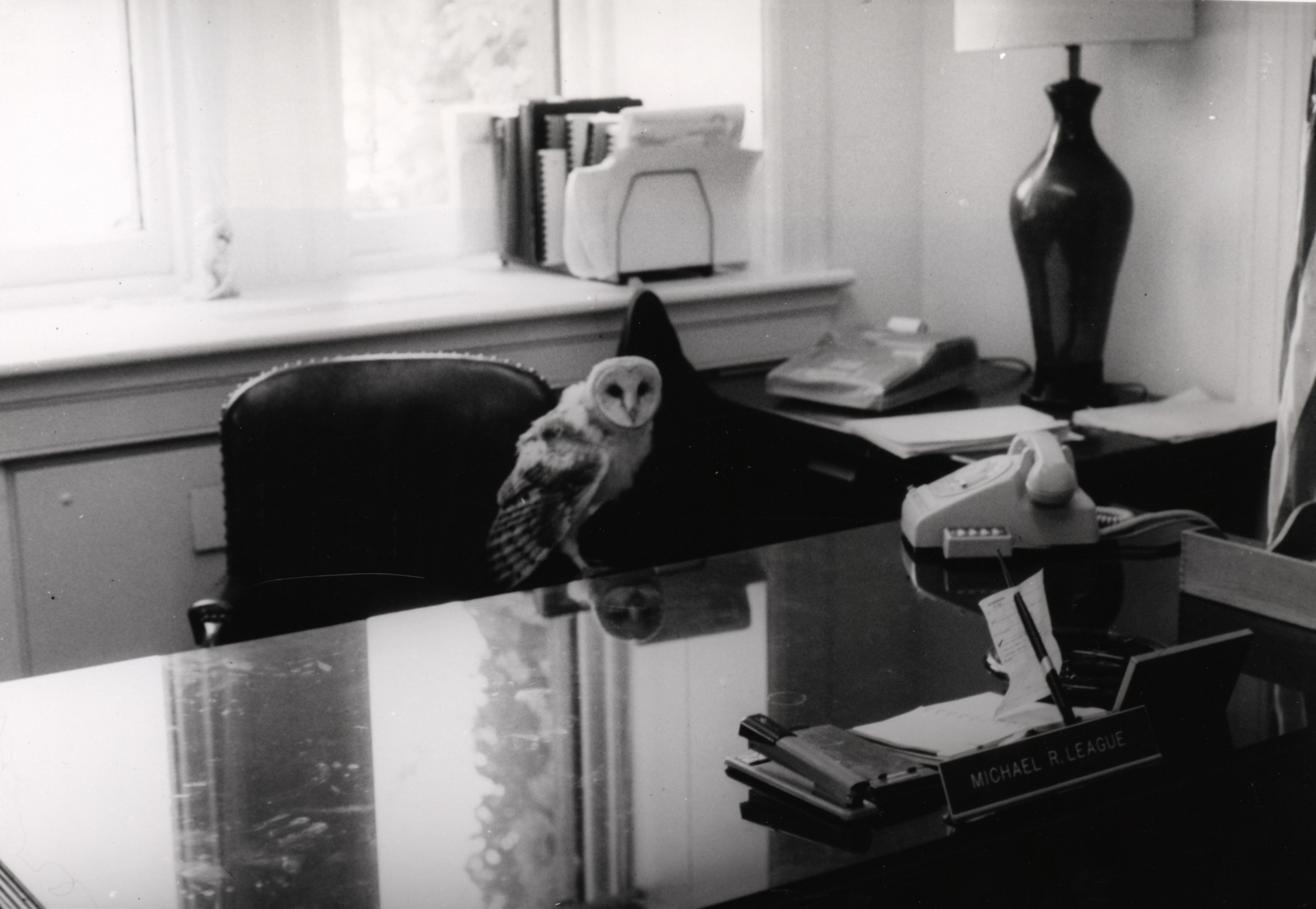 Owlet standing on a desk in an office