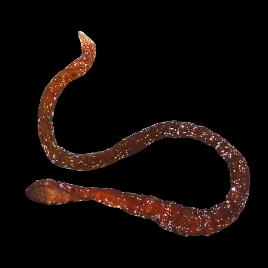 A brown ribbon worm with white spots. 