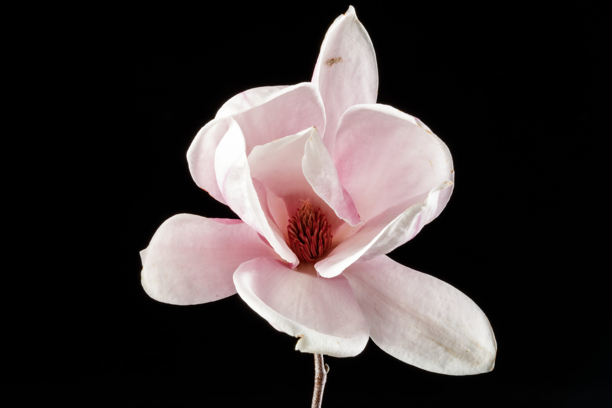 The difference between cherry blossoms and saucer magnolias 