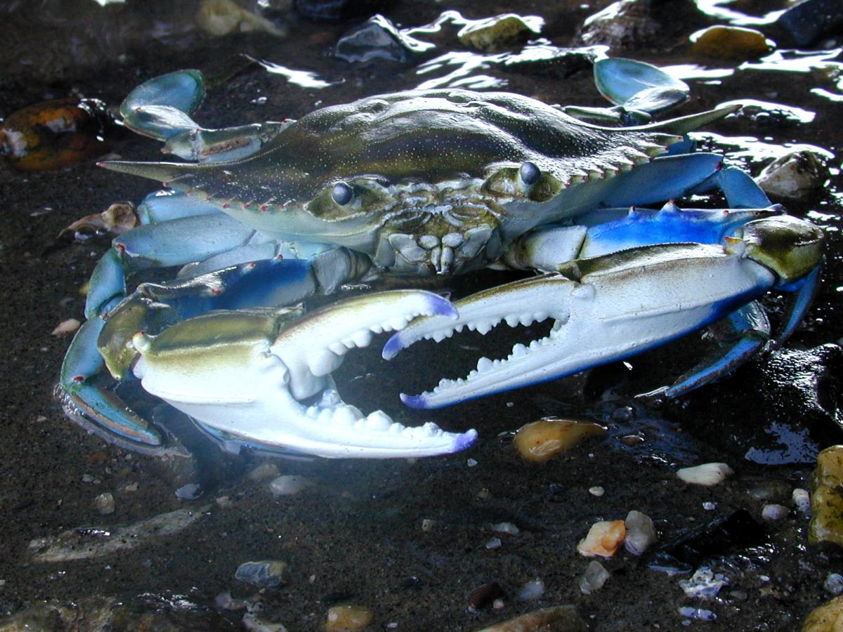 Close up image of a blue crab.