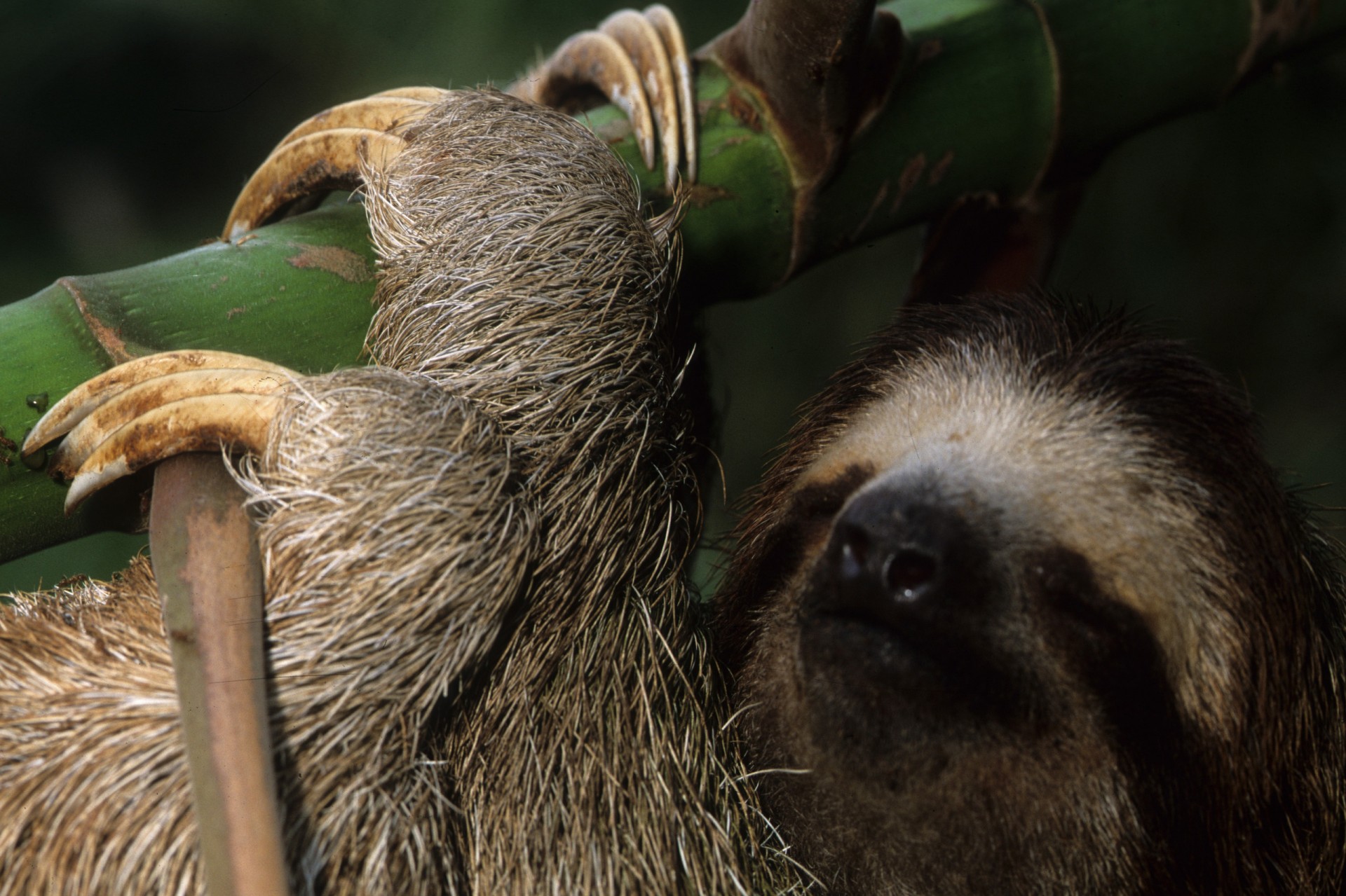 Close up of the face of a three-toed sloth.