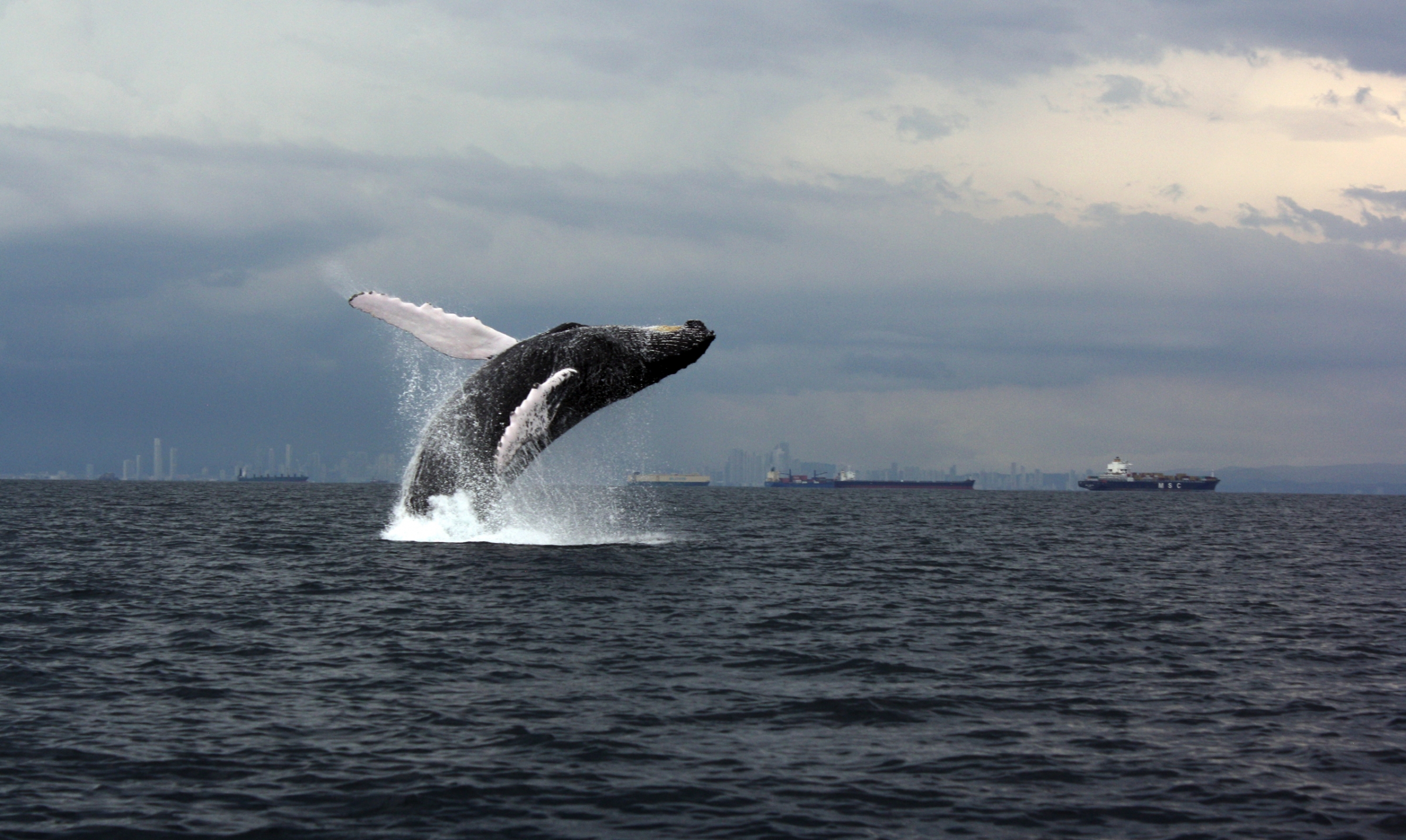 A humpback whale leaps out of the water with a shoreline in the background.