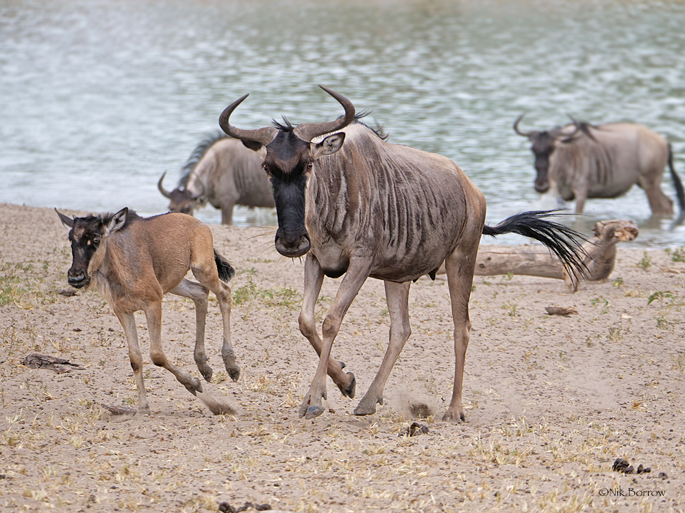 Several brown and white striped wildebeest run towards the camera.