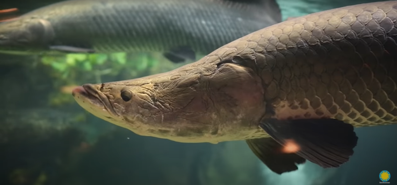 Image of a long brown fish with distinct scales.