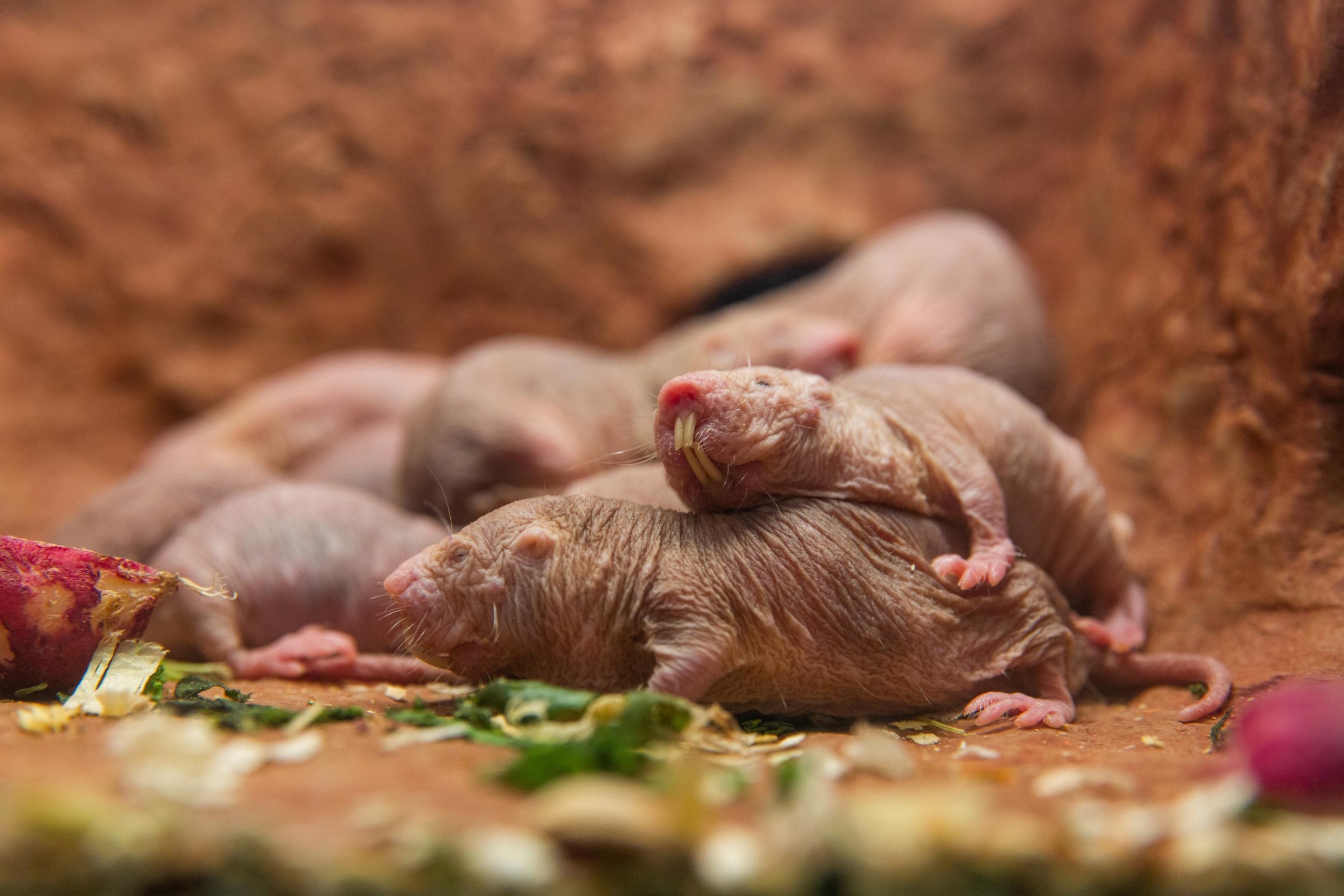 A group of naked mole rats in their habitat.