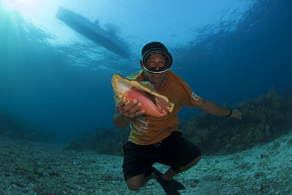 Declining Queen Conch Populations Are Fragmented and That Is Changing ...